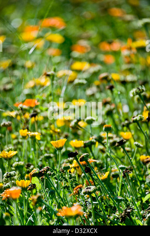 Calendula officinalis growing dans une ferme biologique dans le New Hampshire USA Banque D'Images