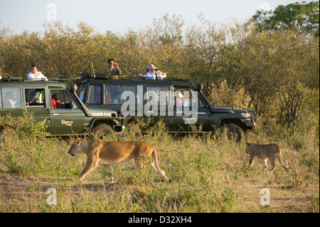 Véhicule de Safari avec Lion (Panthero leo), Maasai Mara National Reserve, Kenya Banque D'Images