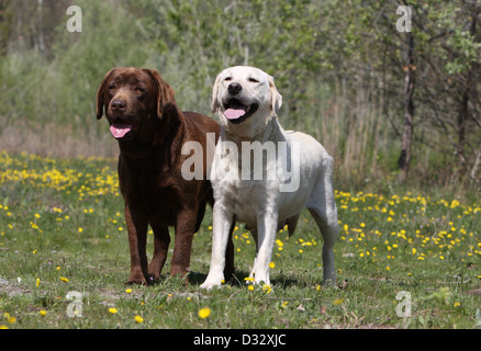 Chien Labrador Retriever deux adultes (jaune et chocolat) dans un pré Banque D'Images