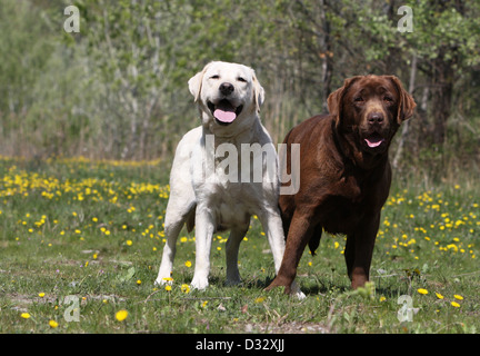 Chien Labrador Retriever deux adultes (jaune et chocolat) dans un pré Banque D'Images