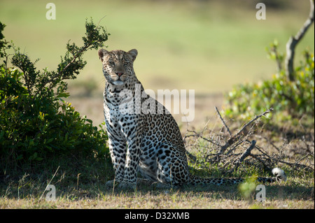 Leopard (Panthera pardus), Maasai Mara National Reserve, Kenya Banque D'Images