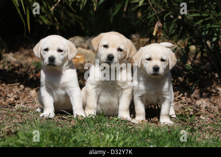 Chien Labrador Retriever trois chiots (jaune) assis dans un jardin Banque D'Images