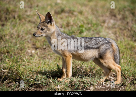 Le chacal à dos noir jeunes (Canis mesomelas), Maasai Mara National Reserve, Kenya Banque D'Images