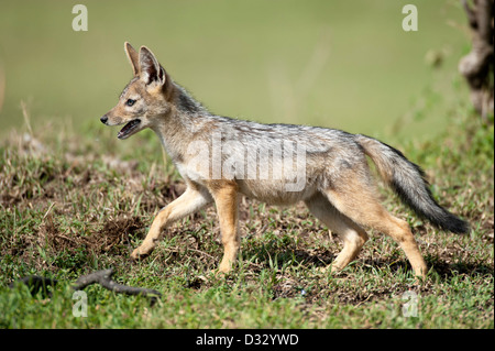 Le chacal à dos noir jeunes (Canis mesomelas), Maasai Mara National Reserve, Kenya Banque D'Images