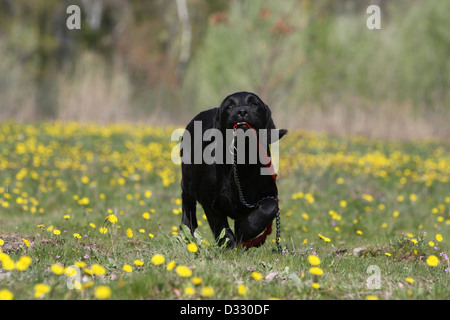 Chien Labrador Retriever chiot (noir) se promène avec une laisse dans sa bouche Banque D'Images