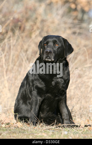 Chien Labrador Retriever adulte (noir) assis dans un pré Banque D'Images