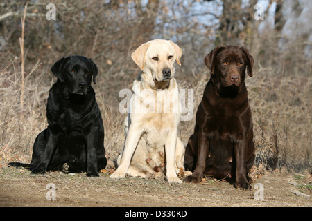 Chien Labrador Retriever trois adultes différentes couleurs (noir, jaune et chocolat) dans une forêt Banque D'Images