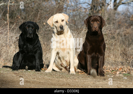 Chien Labrador Retriever trois adultes différentes couleurs (noir, jaune et chocolat) dans une forêt Banque D'Images