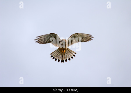 Kestrel planant à la recherche de nourriture Isle of Wight Hampshire Banque D'Images