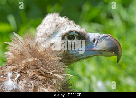 Portrait d'un Cinereous Vulture / Platycnemis monachus Banque D'Images