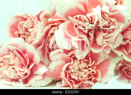 Roses roses et blancs Banque D'Images