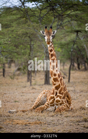 Maasai Girafe (Giraffa camelopardalis tippelskirchi), Maasai Mara National Reserve, Kenya Banque D'Images