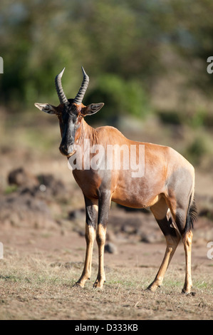 Topi (Damaliscus lunatus jimela), Maasai Mara National Reserve, Kenya Banque D'Images