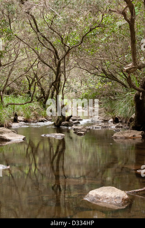 Little Creek dans la brousse près du Mont Mee, Brisbane, Queensland, Australie Banque D'Images