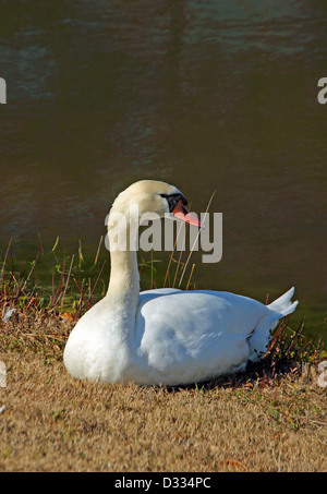 Un cygne muet repose sur la rive d'un étang d'eau douce Banque D'Images