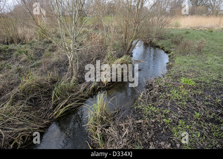 Méandre canal de dérivation et la plaine d'inondation, de végétation. Régime d'atténuation des crues de la rivière Quaggy, Sutcliffe Park, Londres, UK. Banque D'Images