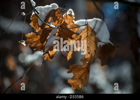 Neige fraîchement tombée sur les feuilles d'érable. Banque D'Images