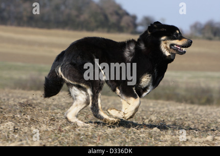 Chien de Mastiff tibétain / do-khyi / Tibetdogge des profils d'exécution dans un champ Banque D'Images