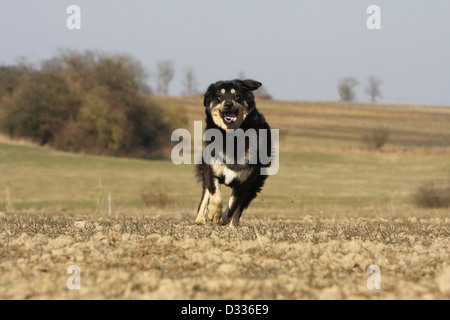 Chien de Mastiff tibétain / do-khyi / Tibetdogge des profils d'exécution dans un champ Banque D'Images