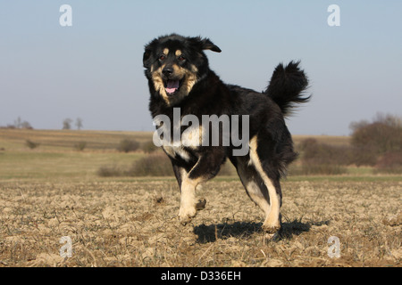 Chien de Mastiff tibétain / do-khyi / Tibetdogge des profils d'exécution dans un champ Banque D'Images