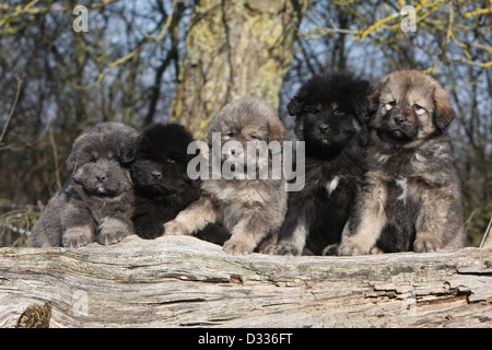 Chien de Mastiff tibétain / do-khyi / Tibetdogge cinq chiots différentes couleurs assis sur un bois Banque D'Images