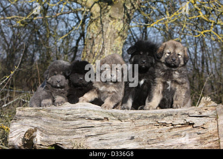 Chien de Mastiff tibétain / do-khyi / Tibetdogge cinq chiots différentes couleurs assis sur un bois Banque D'Images