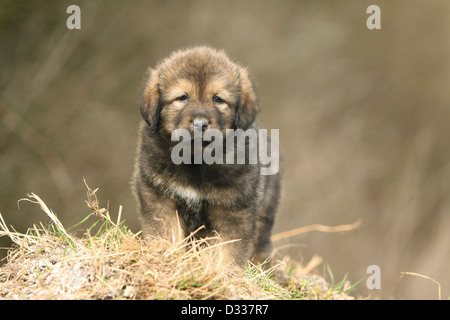 Chien de Mastiff tibétain / do-khyi / Tibetdogge chiot debout sur la paille Banque D'Images