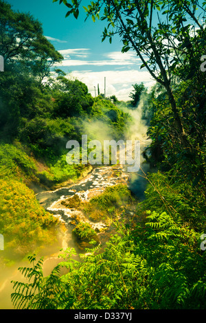Belle nature verte et la vapeur d'eau, zone géothermique de Wai-O-Tapu, Rotorua, île du Nord, en Nouvelle-Zélande. Banque D'Images