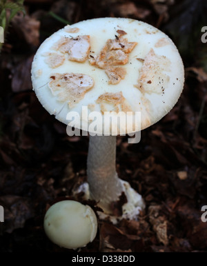 Faux Deathcap, champignon Amanita citrina, Amanitaceae. Banque D'Images