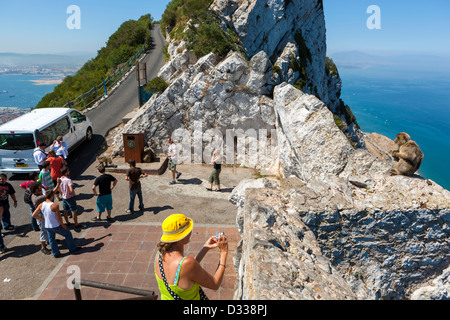 Gibraltar et touristiques Barbary Macaque /Macaca sylvanus/ Banque D'Images