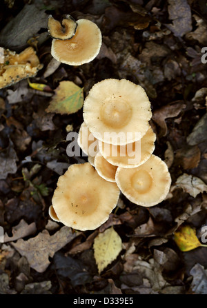 Parade, champignon Clitocybe geotropa entonnoir, Tricholomataceae. Banque D'Images