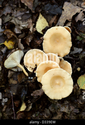 Parade, champignon Clitocybe geotropa entonnoir, Tricholomataceae. Banque D'Images