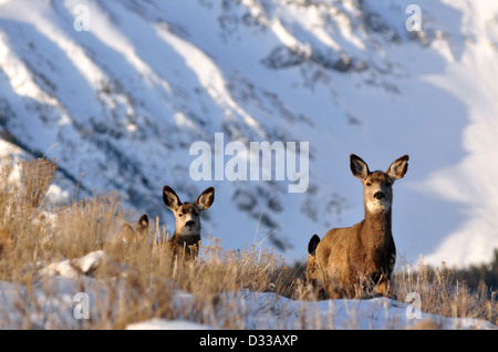 Le cerf mulet ci-dessous les montagnes Wallowa, Oregon. Banque D'Images