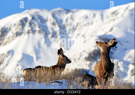 Le cerf mulet ci-dessous les montagnes Wallowa, Oregon. Banque D'Images