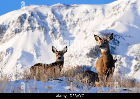 Le cerf mulet ci-dessous les montagnes Wallowa, Oregon. Banque D'Images