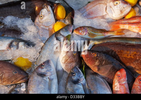 Une sélection de poissons de mer fraîchement pêchés sur le comptoir d'un restaurant. Gumusluk, province de Mugla, Turquie. Banque D'Images