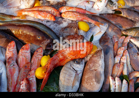 Une sélection de poissons de mer fraîchement pêchés sur le comptoir d'un restaurant. Gumusluk, province de Mugla, Turquie. Banque D'Images