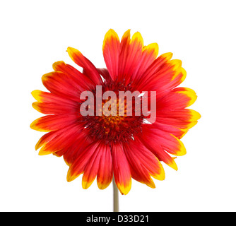 Le rouge et jaune fleur d'une gaillarde on white Banque D'Images