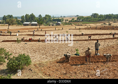 Avec l'aide de bénévoles de l'agriculture sociale et la culture des terres en échange lorsqu'ils ont besoin d'aide les propriétaires vous retourner la faveur Banque D'Images