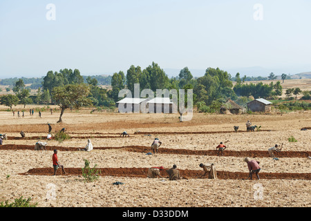 Avec l'aide de bénévoles de l'agriculture sociale et la culture des terres en échange lorsqu'ils ont besoin d'aide les propriétaires vous retourner la faveur Banque D'Images