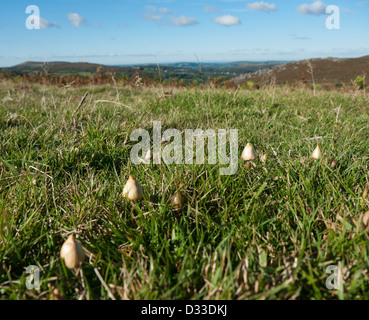 Les champignons magiques de plus en Grande-Bretagne Banque D'Images