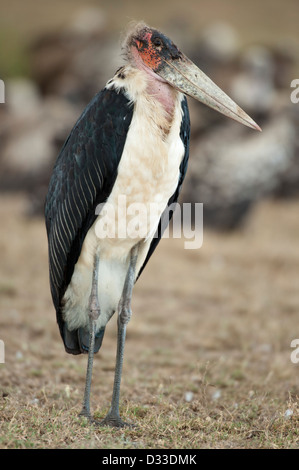 Flamant rose (Phoenicopterus ruber crumeniferus Marabou Stork, Maasai Mara National Reserve, Kenya Banque D'Images