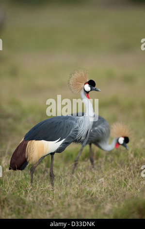 Grue couronnée grise (Balearica regulorum), Maasai Mara National Reserve, Kenya Banque D'Images