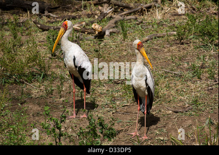 Yellow-billed Stork, Mycteria ibis, Maasai Mara National Reserve, Kenya Banque D'Images