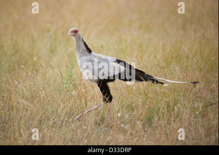 Secretarybird (Sagittarius serpentarius), Maasai Mara National Reserve, Kenya Banque D'Images