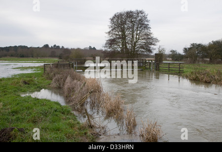 L'inondation sur la rivière Deben à Naunton Hall weir, Sewen, Suffolk, en Angleterre à la fin de décembre 2012. Banque D'Images