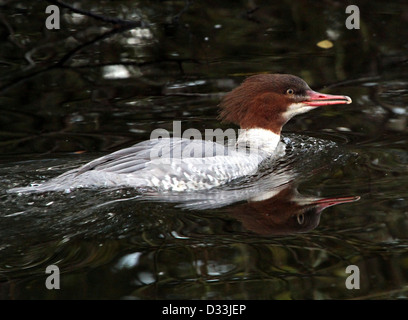 Européenne femelle Grand Harle (Mergus merganser, a.k.a harle bièvre) Nager dans un lac en hiver Banque D'Images