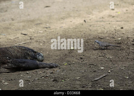 Le 8 février 2013 - Flores, Indonésie - Février 08, 2013 - L'île de Rinca, Flores, Indonésie ; SANS DATE PHOTO - une des colombes se nourrissent près du dragon de Komodo (Varanus komodoensis) dans Rinca Island, le Parc National de Komodo, Flores, en Indonésie. Les dragons de Komodo et de recherche de proies d'embuscade y compris les invertébrés, oiseaux et mammifères. Leur comportement de groupe dans la chasse, c'est.exceptionnel dans le monde des reptiles. Le régime alimentaire des grands dragons de Komodo.principalement composée de cerfs, s'ils mangent aussi des quantités considérables de.la charogne. Les dragons de Komodo attaque aussi parfois l'homme dans le domaine de l'Ouest.France Regency où elles vivent en Indonésie Banque D'Images