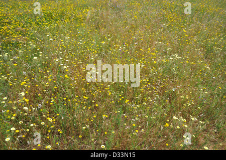 Fleurs de Printemps sauvage. Banque D'Images