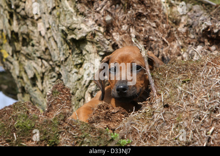 Chien Rhodesian Ridgeback / African Lion Hound chiot couché dans un arbre Banque D'Images
